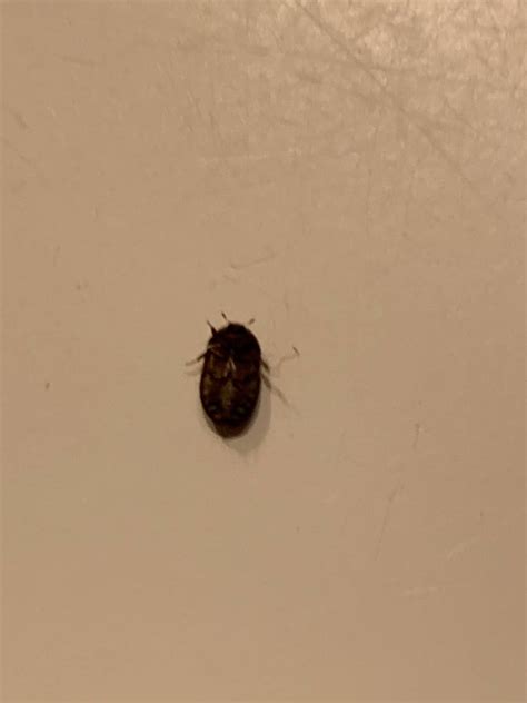 What is this bug? Found in my bathroom. : r/whatsthisbug