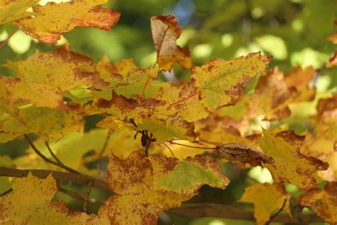 September Leaves | Boundary Waters Blog