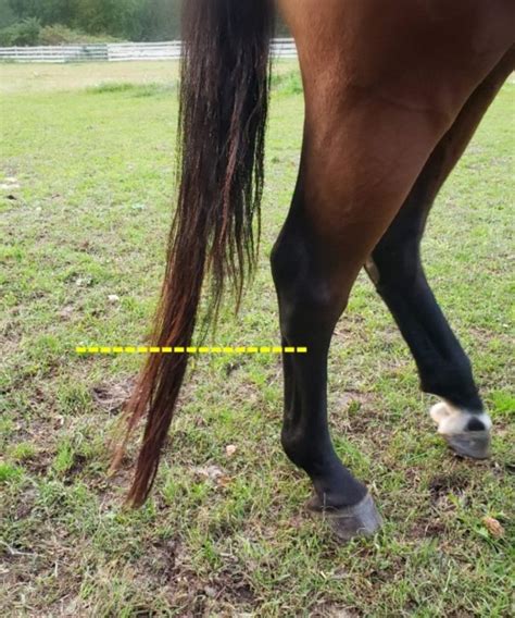 HOW TO PROVIDE THE BEST HORSE TAIL CARE - Braid Secrets