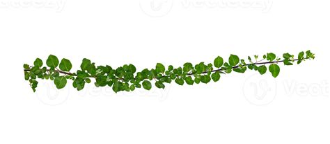 leaf vine Isolate on transparent background PNG file 13483465 PNG