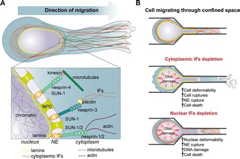 Intermediate Filaments In An Animal Cell