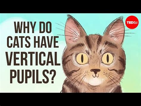 Why do cats have vertical pupils? - EXCELSIO | News & Information - A ...