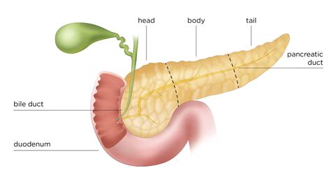 Pancreas | Pancreas, Human body anatomy, Human anatomy picture