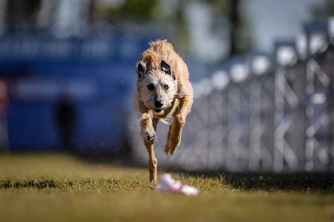 The Fastest Dog in the Nation Could Outrace Usain Bolt!