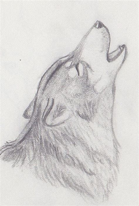 Pencil Drawing of a Howling Wolf