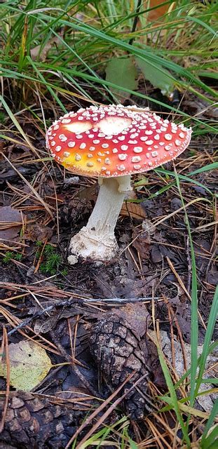 비행 거리 Agaric 흰색 점이 있는 빨간색 가 - Pixabay의 무료 사진 - Pixabay