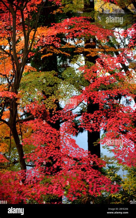 autumn Foliage in Japan Stock Photo - Alamy