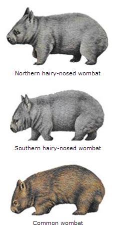 Taxonomy - The Northern Hairy-nosed Wombat