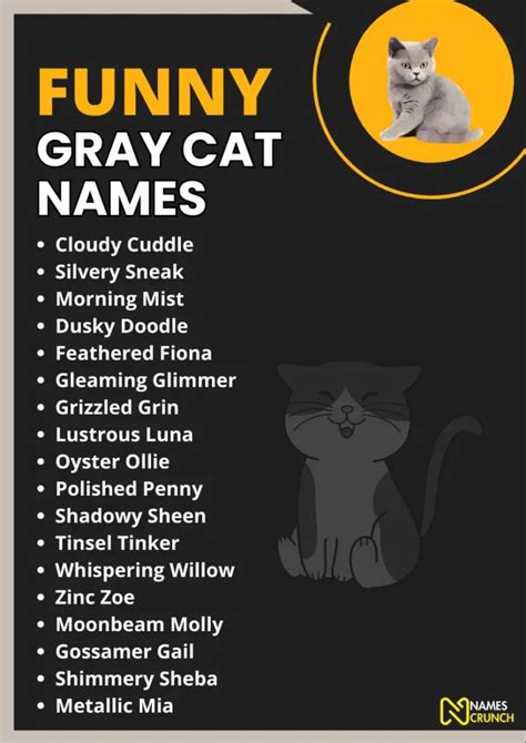 440+ Funny Gray Cat Names [Unique Ideas] - Names Crunch