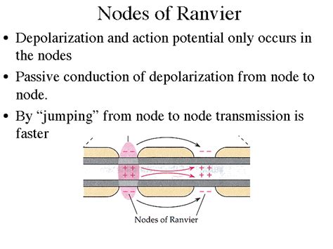 Nodes of Ranvier