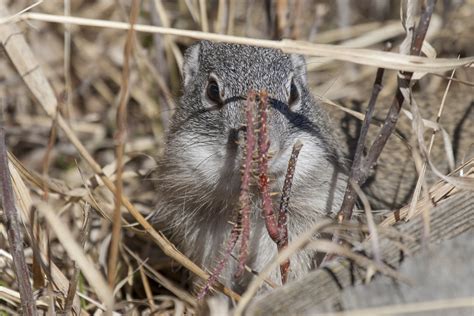 Franklin's ground squirrel (Poliocitellus franklinii) | Flickr