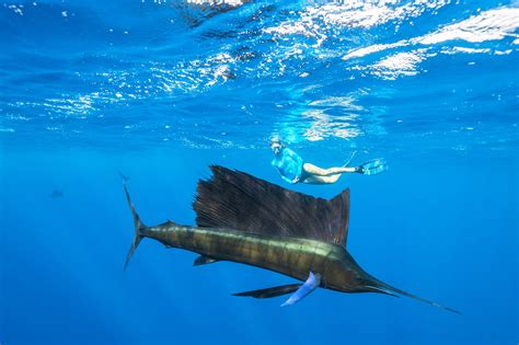 Snorkeling in The Seychelles - Alphonse Island