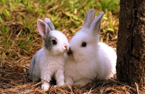 Celebrating Mother's Day: Bunny Moms Gallery - Hop to Pop