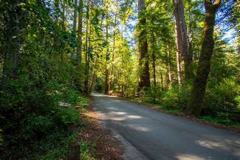 Portola Redwoods State Park - ThatsMyPark