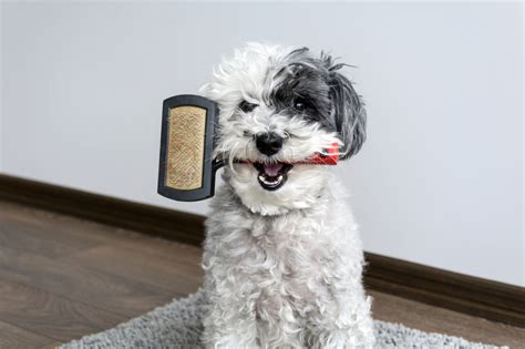 Best Dog Brushes for Short Hair (in 2024): Grooming Must-Haves