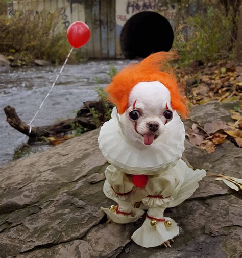 #photoshopbattles PsBattle: This dog dressed up as Pennywise | Scary ...