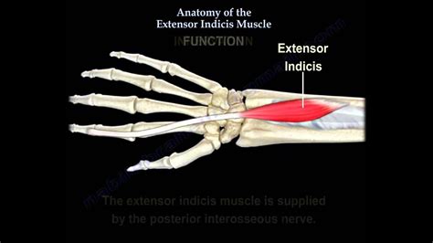 Anatomy Of The Extensor Indicis Muscle - Everything You Need To Know ...