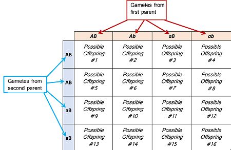 Dihybrid Punnett Square Template Genetics And Punnett Squares Quiz 4 ...