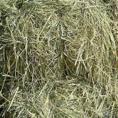 Rhodes Grass Hay - Equine Nutrition Analysis | Feed Bank