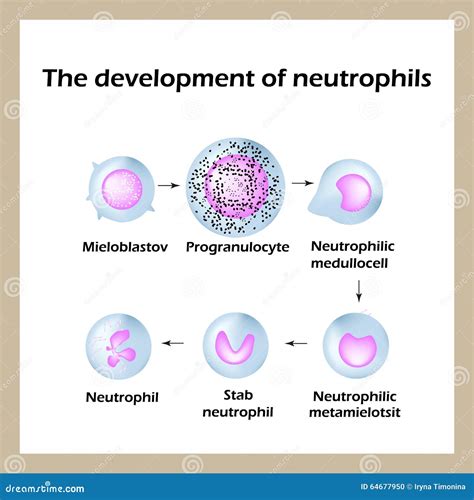 Haematopoietic Cartoons, Illustrations & Vector Stock Images - 12 ...