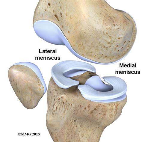 Physical Therapy in Conway for Knee - Anatomy