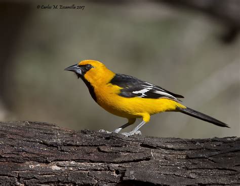 Altamira Oriole IMG_8263edtsg | Altamira Oriole Salineno Bir… | Flickr