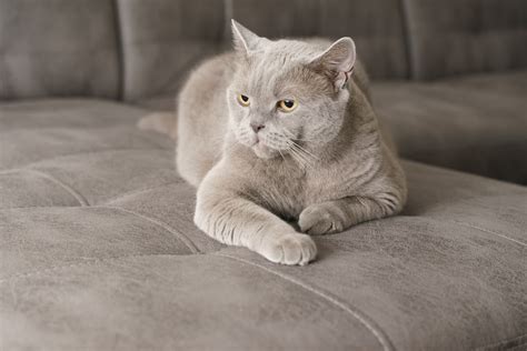 150 Awesome Gray Cat Names | Great Pet Care