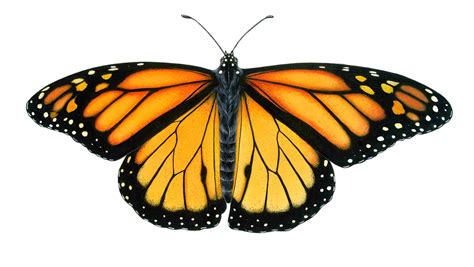 Simple Monarch Butterfly Drawing Learn How To Draw A Monarch 4500 | The ...