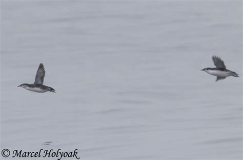 Guadalupe Murrelet - Species Information and Photos