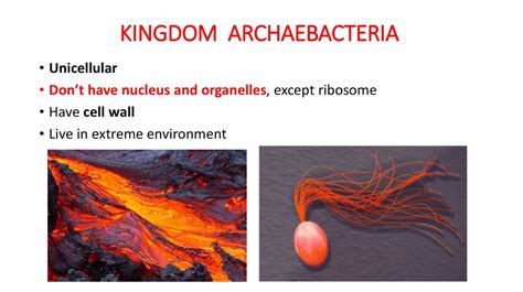 General characteristics of 6 Kingdoms - online presentation