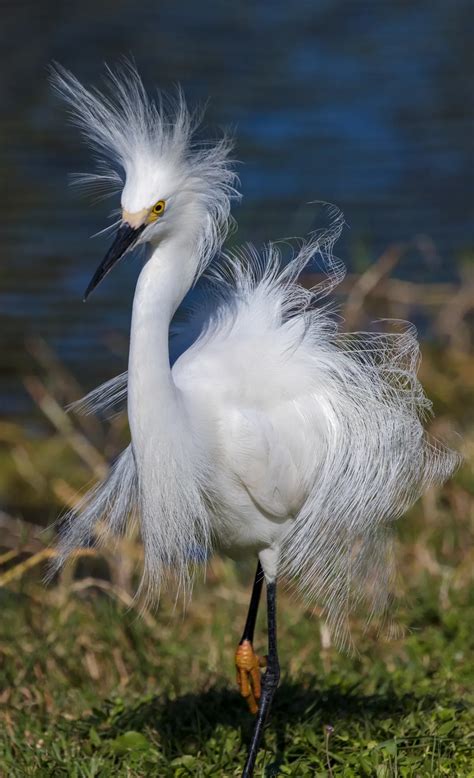 Snowy Egret on a windswept day. | Smithsonian Photo Contest ...