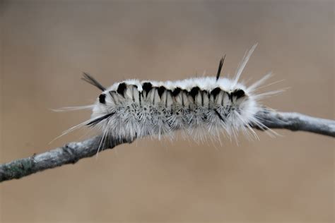 Tussock Caterpillars Are Starting to Come Out Big Time in Maine