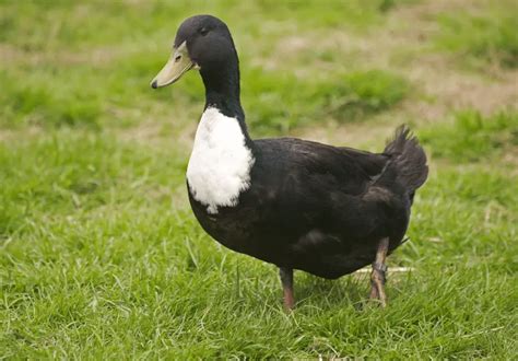 10 Incredible Black & White Duck Breeds (With Pictures) – Savvy Farm Life