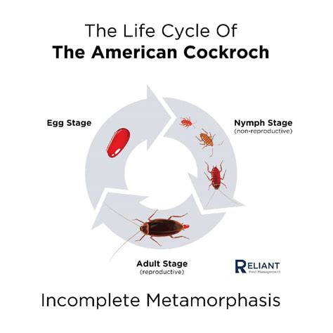 Life Cycle Of Cockroach Diagram