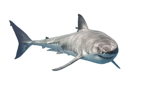 Download Shark Png Hq Png Image Shark Cartoon Png