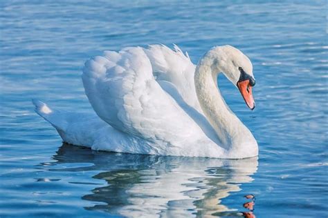 Goose vs Swan: 4 Key Differences Explained - IMP WORLD