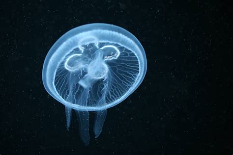 1,900+ Moon Jellyfish Habitat Stock Photos, Pictures & Royalty-Free ...