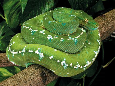 Green Tree Python Information And Care | Auber sans la peur