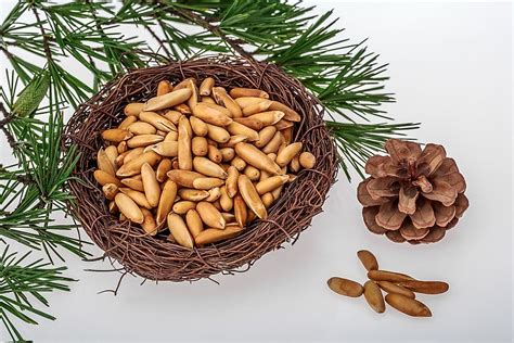 Where do Pine Nuts Come From? - WorldAtlas