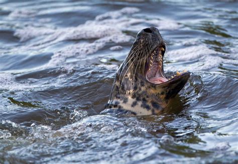 Swimmer bitten by a SEAL in vicious attack off British coast | The ...