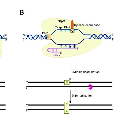 2 CRISPR/Cas9-gRNA complex targeting a double-stranded DNA | Download ...