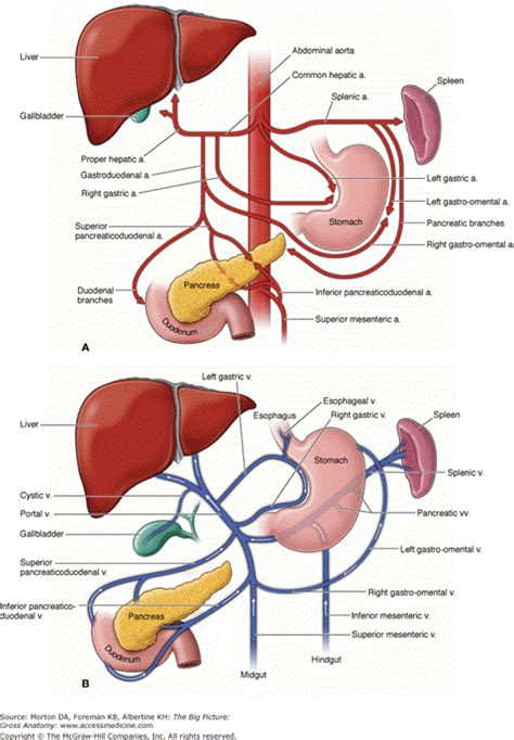 AccessMedicine | Content | Medical school essentials, Medical anatomy ...