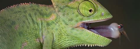 Chameleon Tongue Inspires Robotic Design | The Institute for Creation ...