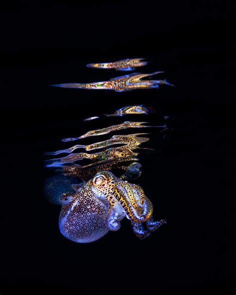 Photos of the Luminous Bobtail Squid