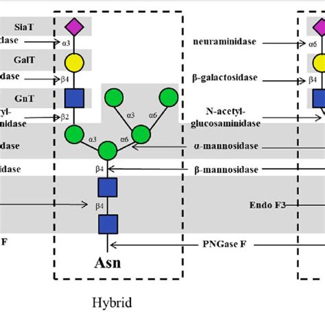 | (A) The dolichol-linked oligosaccharide (DLO) biosynthesis pathway ...