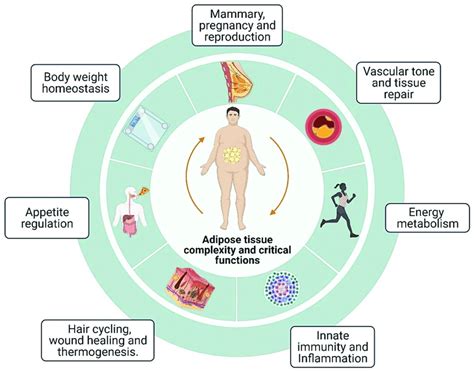 Adipose tissue in mammals participates in various body biological ...