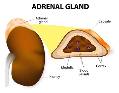 What hormones does the adrenal gland produce - skinsrewa