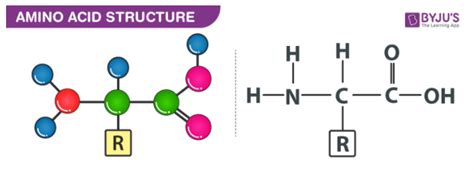 Amino Acid Structure - Definition, Structure, Basicity of Amino Acid ...