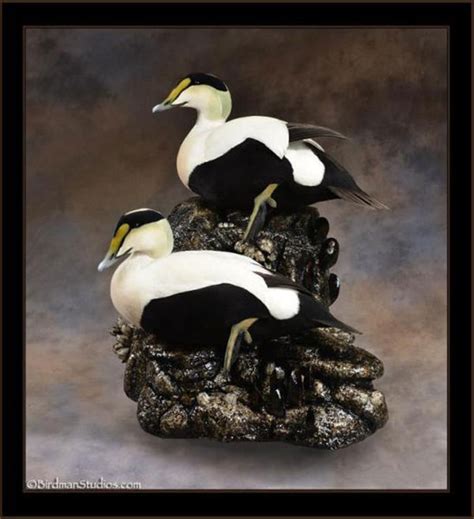 Birdman Studios Taxidermy - Waterfowlers Challenge