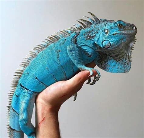 Blue Iguana for sale | Iguana pet, Iguana for sale, Green iguana